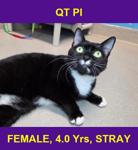 QT PI
